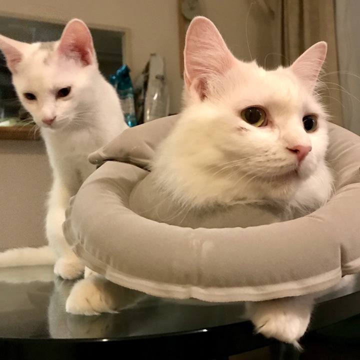 8b70fd9b b6a4 4de9 90cf f97d2206da34 1570269513632