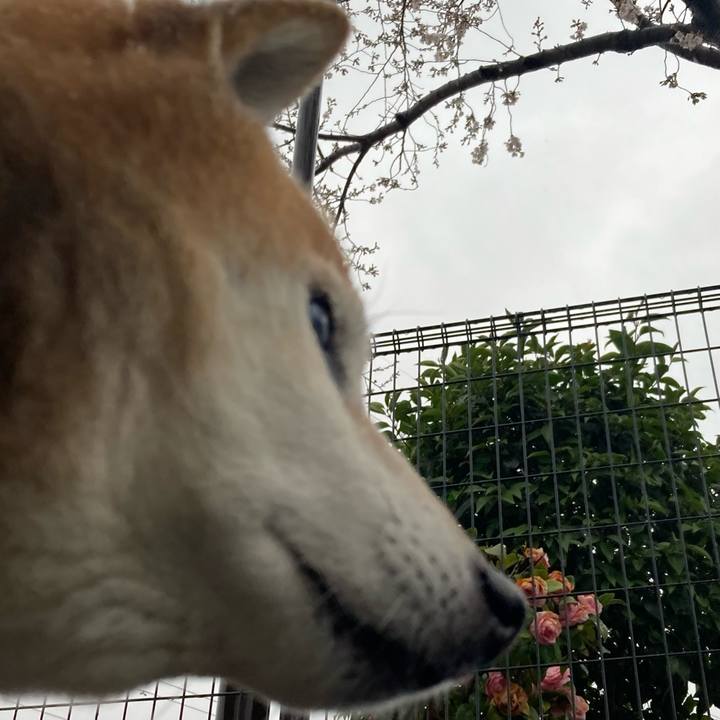 8b740dbe 4b2d 4df5 ab87 2f3f72f46572 1743493693940