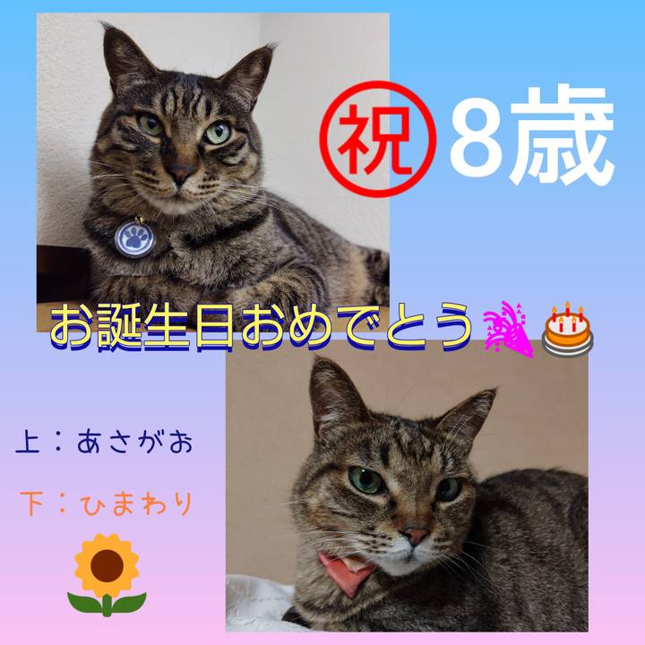 8b7f2774 267b 4c41 9936 78bf42527614 1783647708304