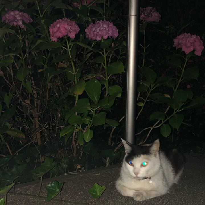 8b803982 fe72 447c 98d2 69d374b9110b 1622815748906