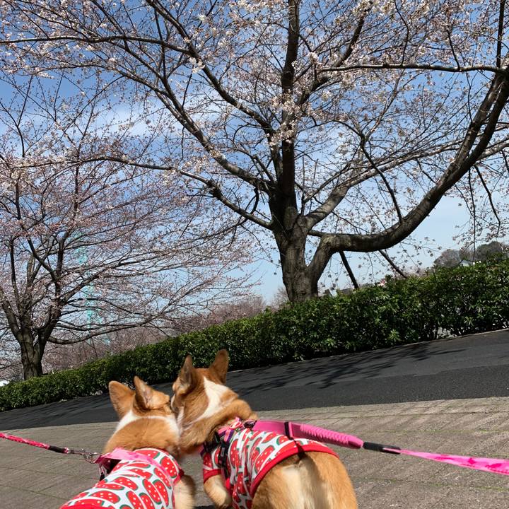 8b81fca3 2726 4a54 936e e167aa927ae6 1584758643764