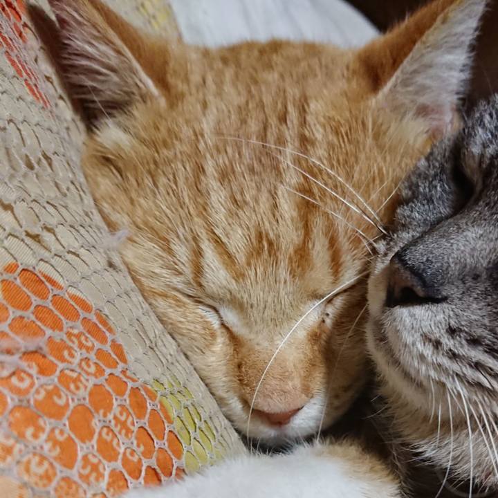 8b82279d ae08 4b15 814e e6f0420b701b 1584534053511