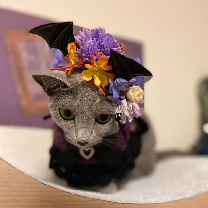 8b85a214 6dc6 4971 ae19 3f5e6c1d4023 1729995423416