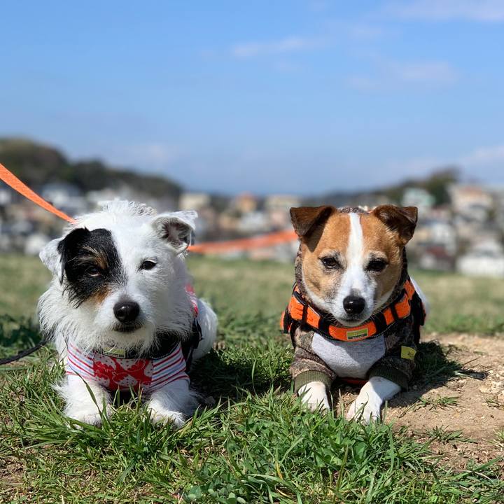 8b869085 9888 463d 811e d152012e7f25 1616465214441