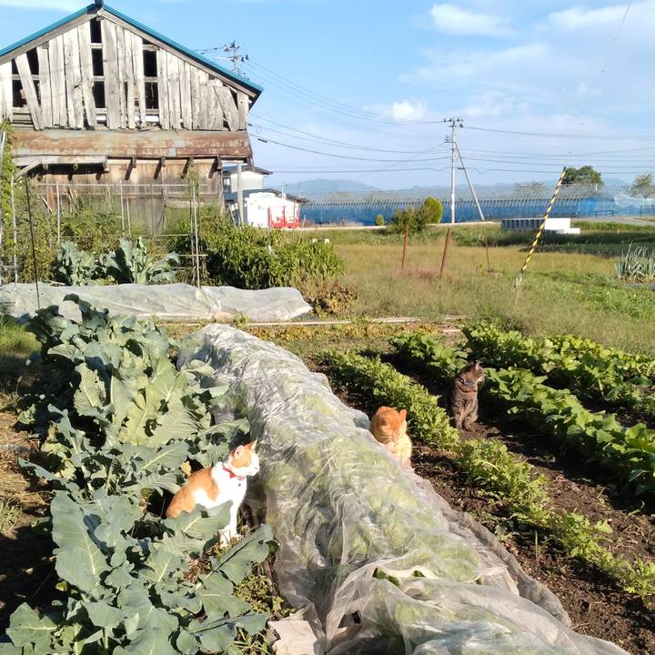 8b8709fc e4a4 4cba 81cf 1e6f8c5cbd85 1759479741282