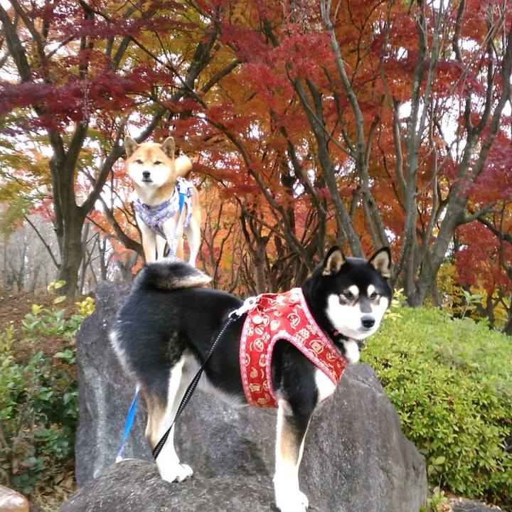 8b930325 60ec 4227 b08c 9b53cd258266 1511483493158