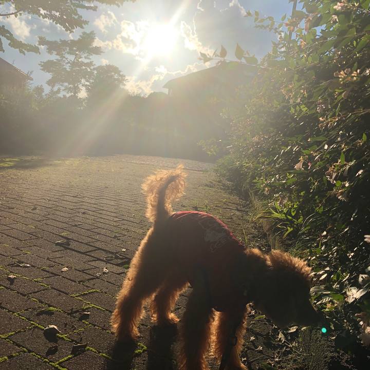 8b9481f6 b867 404b a7c3 076cc9bd5623 1595431256891