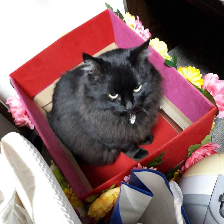 8b9ba5a8 14bb 416f 8e2d a1fc3ee2aef2 1521489873968