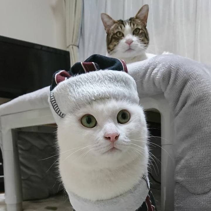 8b9c18c8 a037 48c7 bc77 dc97d0358043 1544920209871