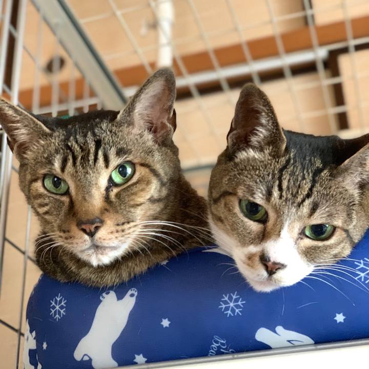 8b9d9fb1 8082 448b a9c2 df3093ee1465 1591060963052