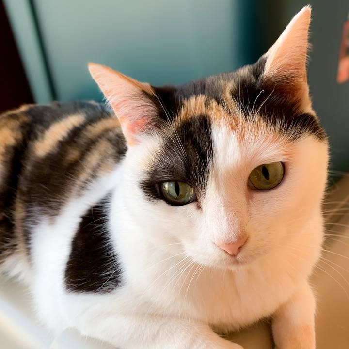 8ba06751 bfd7 4e45 b2ac 4ec476ebd148 1590803928678