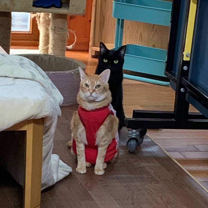 8ba134ff b1f1 423f bc09 55bd56bd9f92 1584050613478