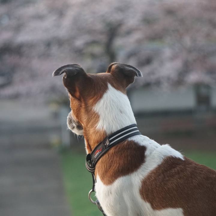 8ba23a44 b7e4 4b27 b1b2 f4f383987fae 1617060221099