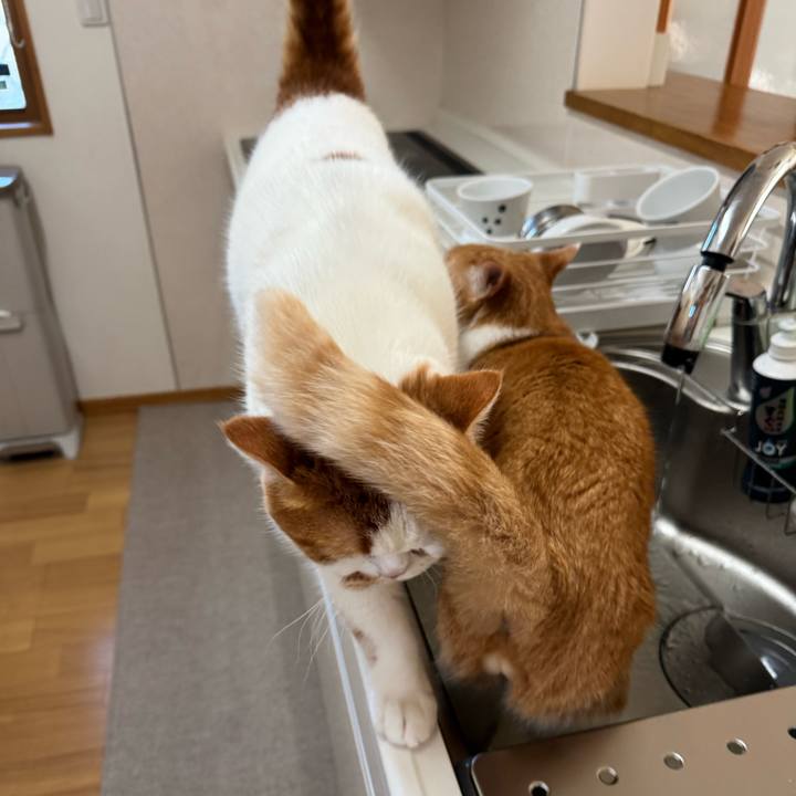 8ba38d82 1296 4d28 b3fb d4c72eea11bc 1766460489809