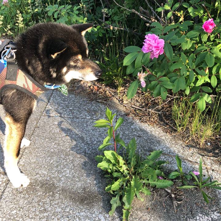 8ba5df5e 173e 4693 ab41 e083a6bfc4e1 1528256569299