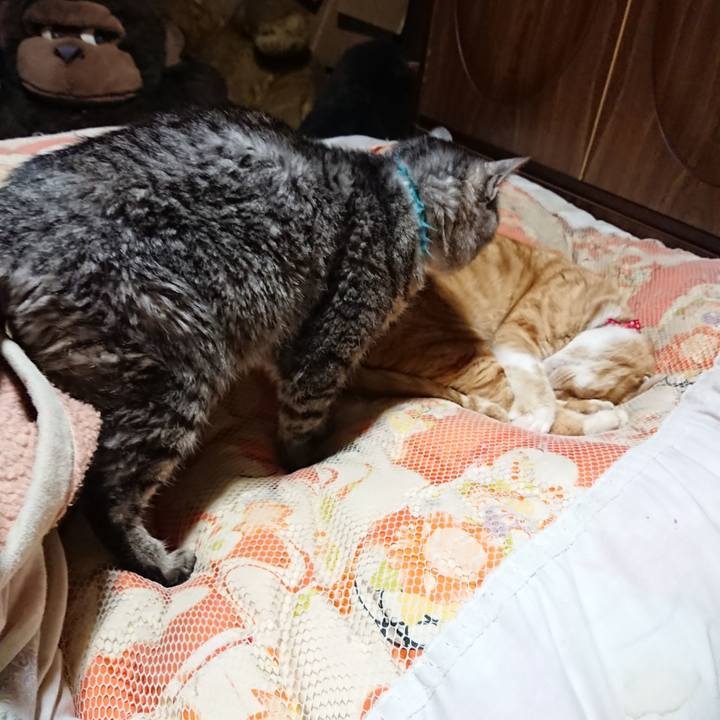 8babdcec ec4c 4483 8781 ba1213d81131 1577535613717