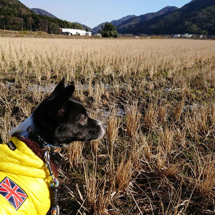 8bac2e32 d48b 4f71 88ce d8a385ec6810 1513041086730