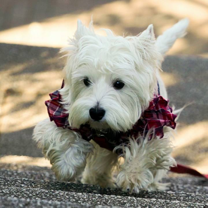 8bae1654 a3de 4e78 8f86 b4159f441ec5 1512575655904