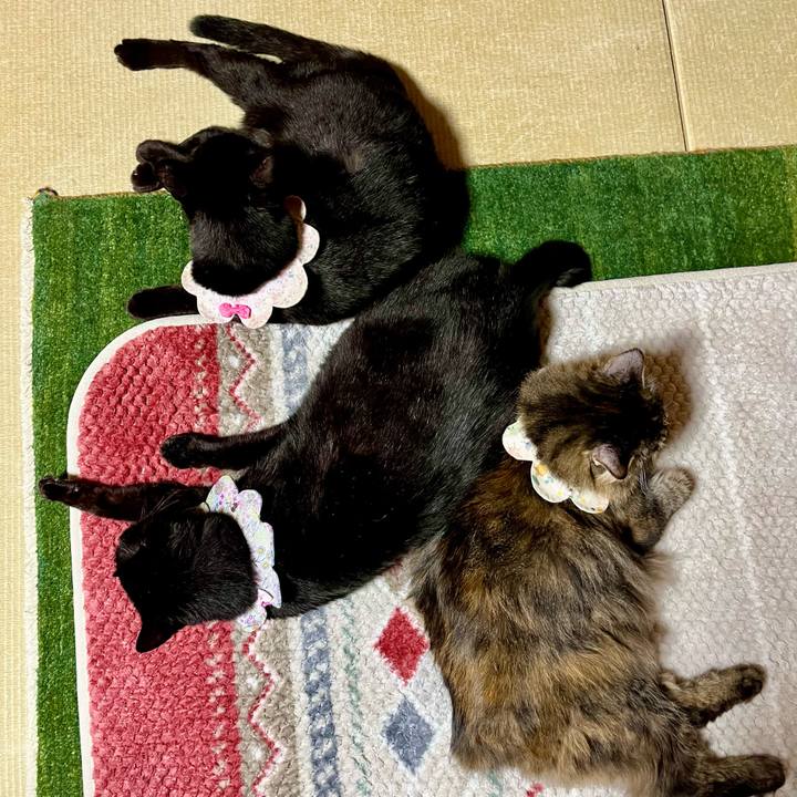 8baf5e3c cccf 46e3 a551 9a97f6be3ad1 1733560043820