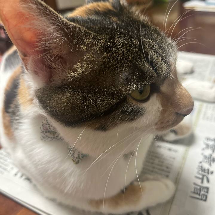 8bb00e59 5616 458d baca 21a7c49c84c2 1763001834208