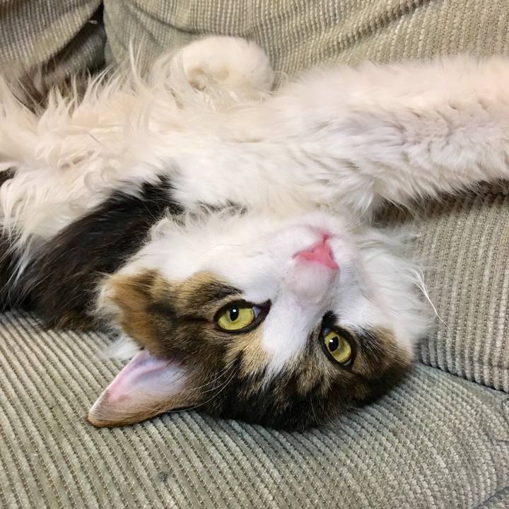 8bb3be3d dd95 498a bead d44a55c45da1 1526730457721