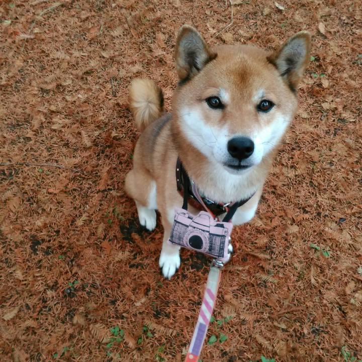 8bb648e8 81ab 4ea8 a7ed dc4946ab01e8 1544141007770