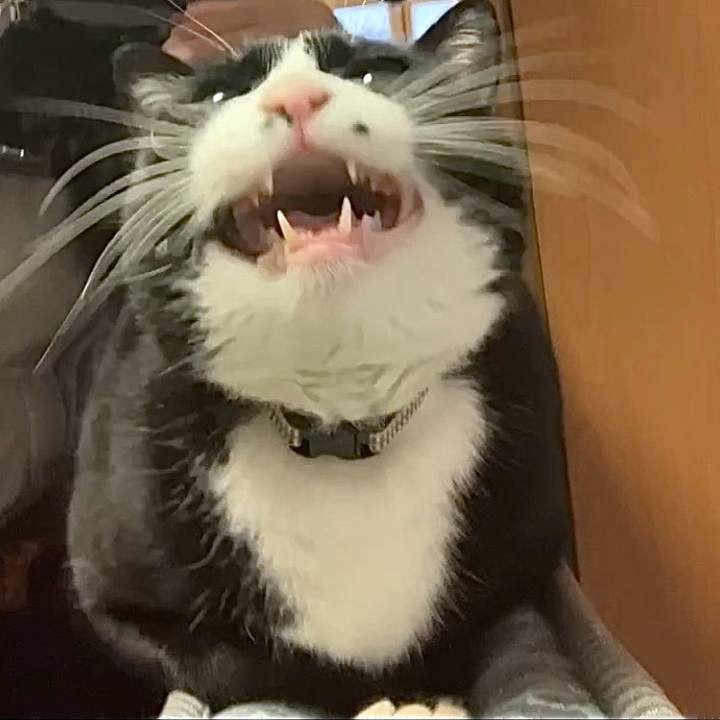 8bb69d8d 86f4 453a 825b c1b3bc7f53ab 1738029760272