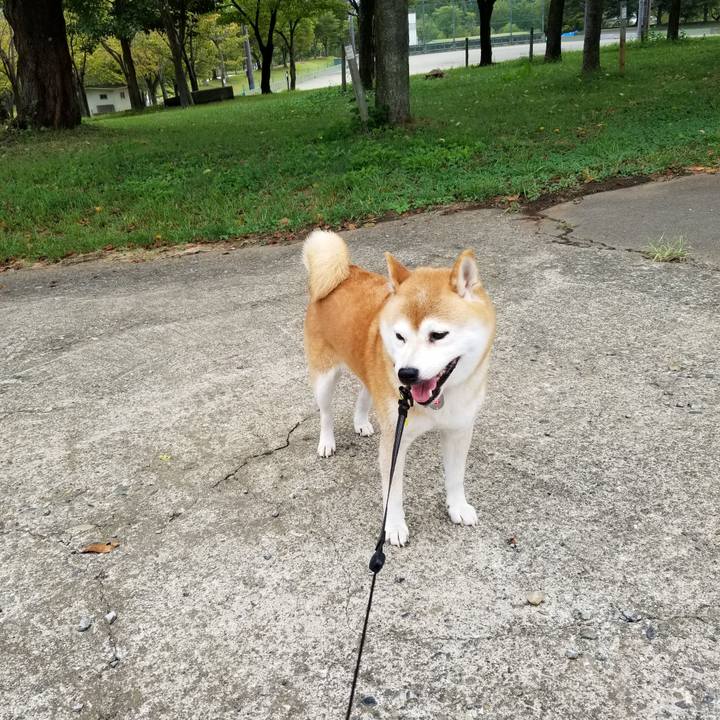 8bba55f4 3e80 4670 b04d fcd4cfd361bc 1599957718835