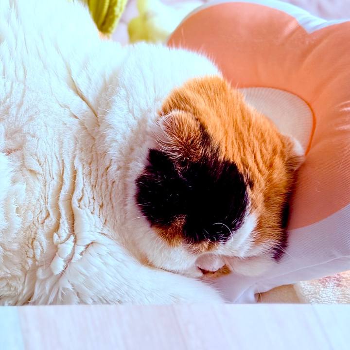 8bbfcf51 58fd 4ea6 953b 9aaa05313da6 1743041657452