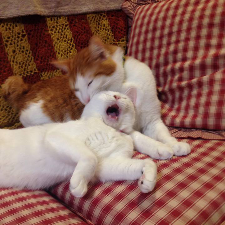 8bc1c93f 41db 4c8e a8d6 4873cceb6091 1510308466197