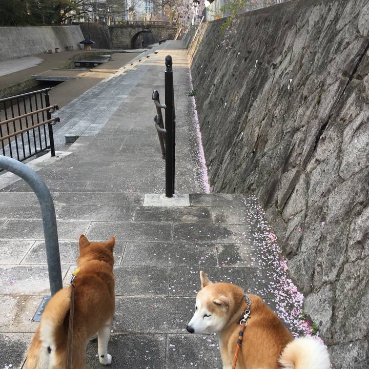 8bc296ea 01ba 487c 9c2b a67a9ebb6e80 1522563104678