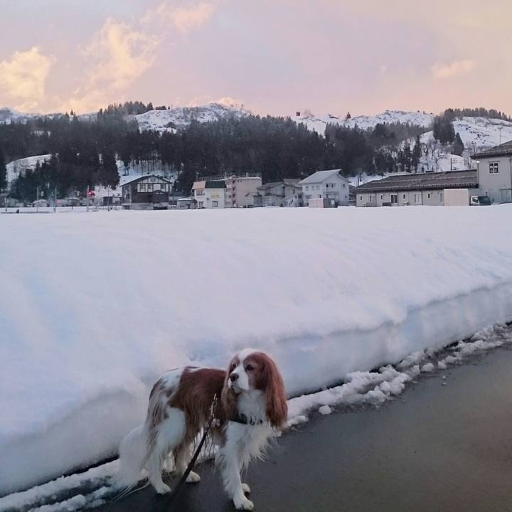 8bc77d2c deae 4abb af71 3b990e675bf7 1516694413973