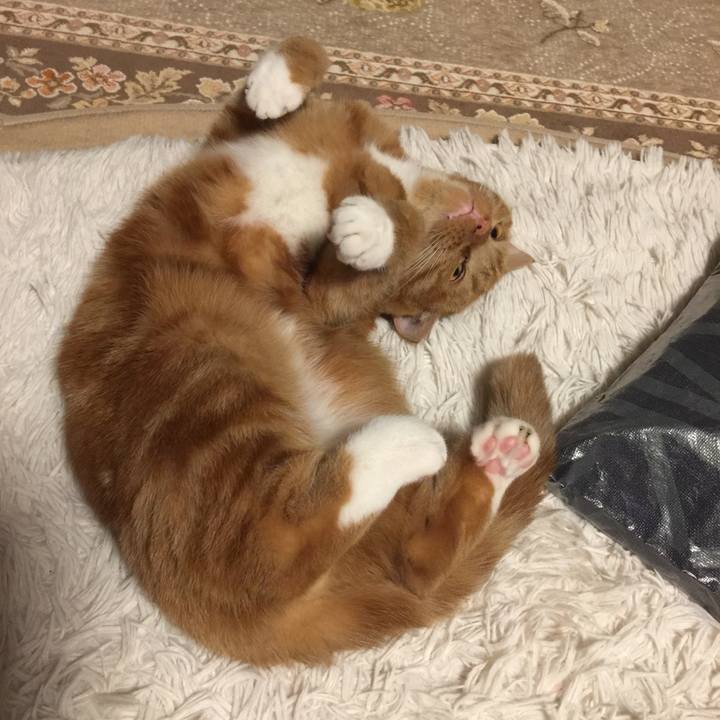 8bc8d91f a954 4c88 9b36 b389a264761b 1544354743134