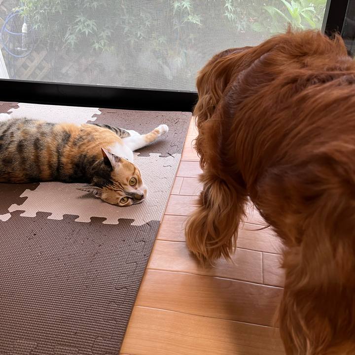 8bc9ab06 269e 4f9c 8b82 c912bc517423 1684058956328