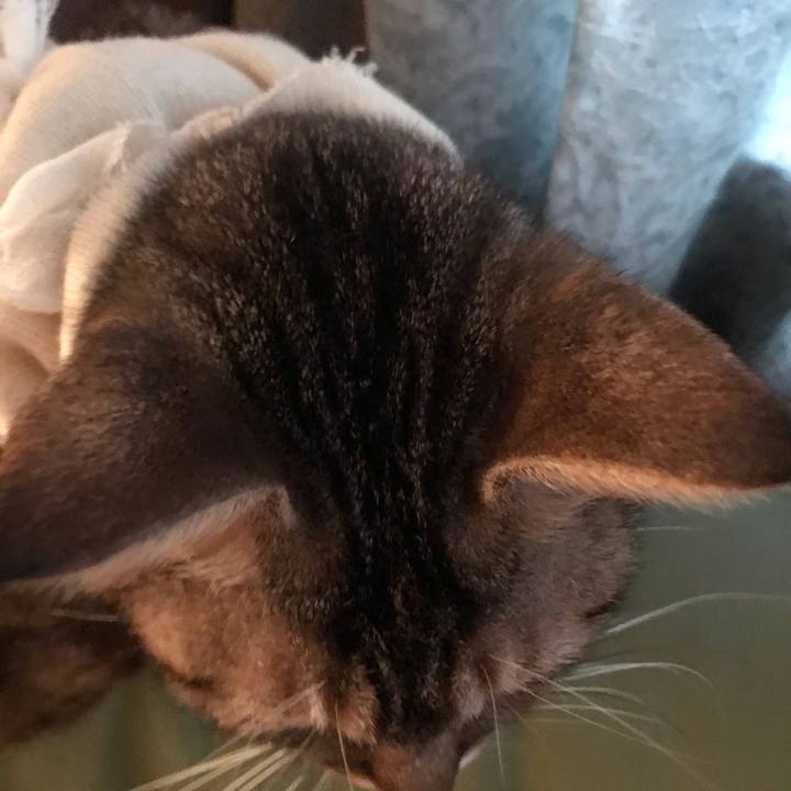 8bca1cbf fa9b 4b44 b233 f0ff60b3353e 1581133385971