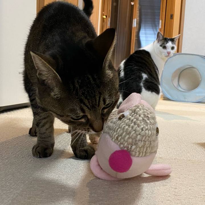 8bcd6d90 3533 43a3 a48e da994672b0d8 1767937461277