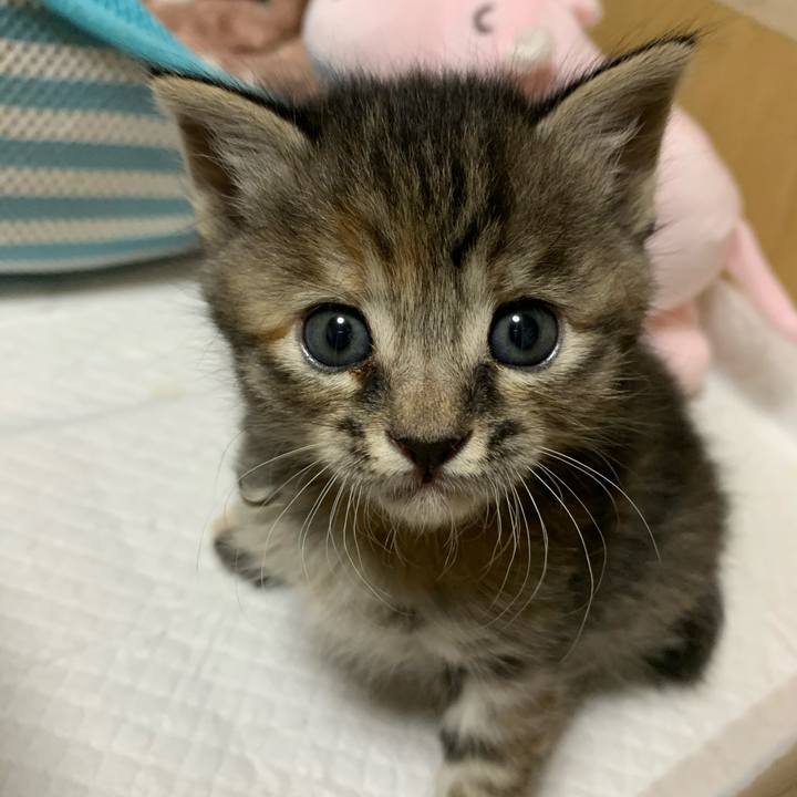 8bce15c4 4155 44ce b52c ab016a9a2087 1588168255962