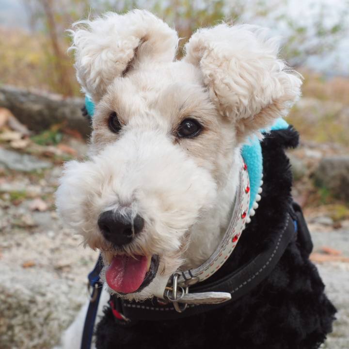 8bce7865 2b85 4b76 a79a b4313804e2de 1547152758701