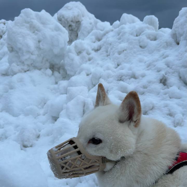 8bd1d3c4 b314 47ed 94ae 582782aded7d 1765842810092