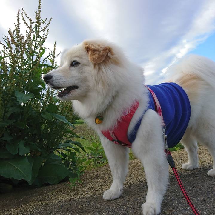 8bd260e9 7043 4711 a876 503e6ed2df60 1526766745357