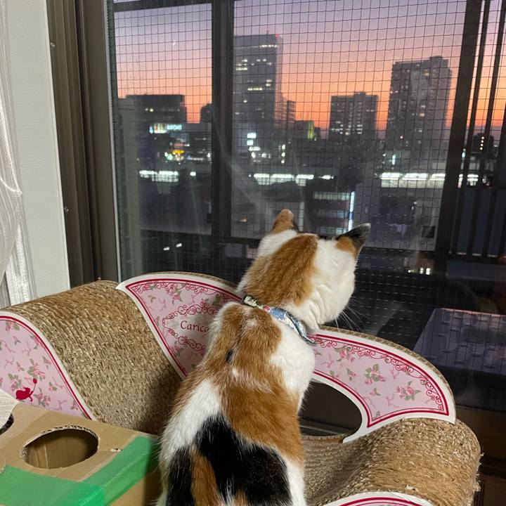 8bd879a8 0a10 4034 86c7 1f9b16406c34 1730707787452