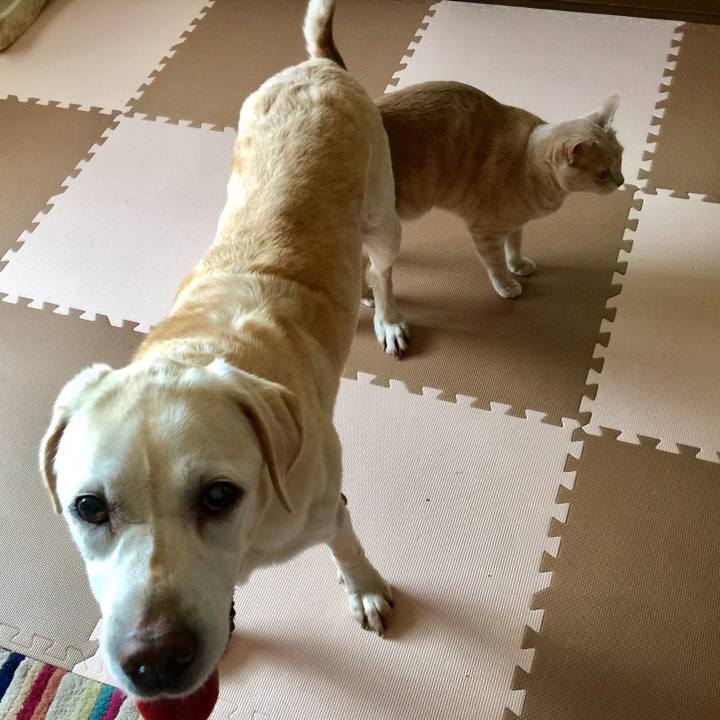 8bdbaf17 097e 42a5 ba21 03e26b37376b 1540268240462