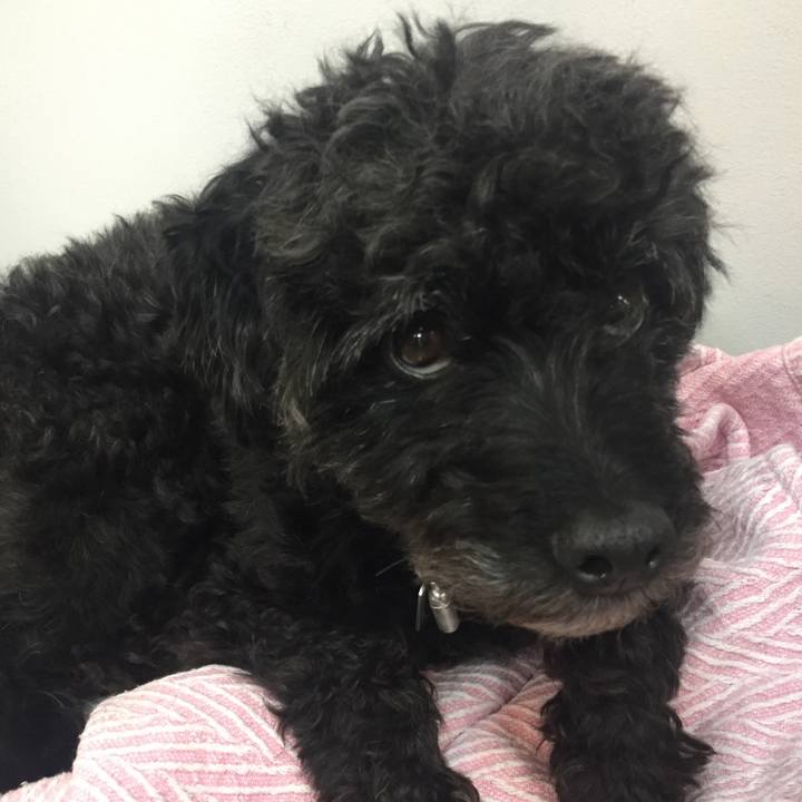 8bdc07fa adfc 4669 bf01 de88bf97b2ab 1526490272502