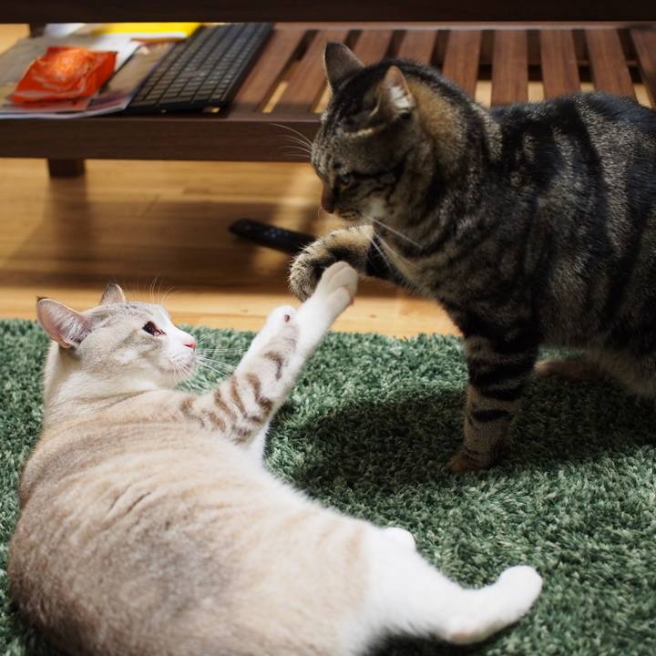 8bdd820e 6300 4279 a23e c6b66c9632b6 1545882918180