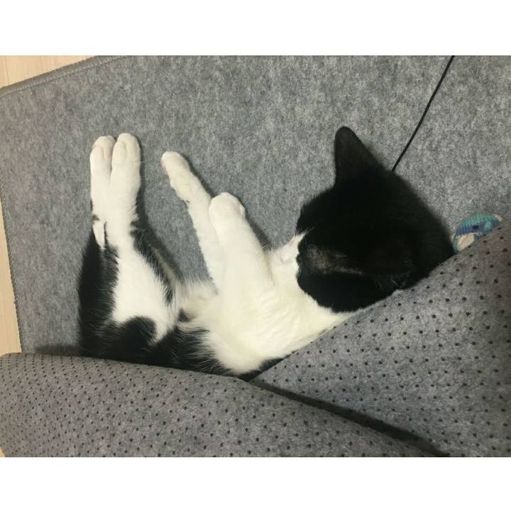 8bde2085 63a4 4f63 a6ce a385e8a746bc 1541119533318