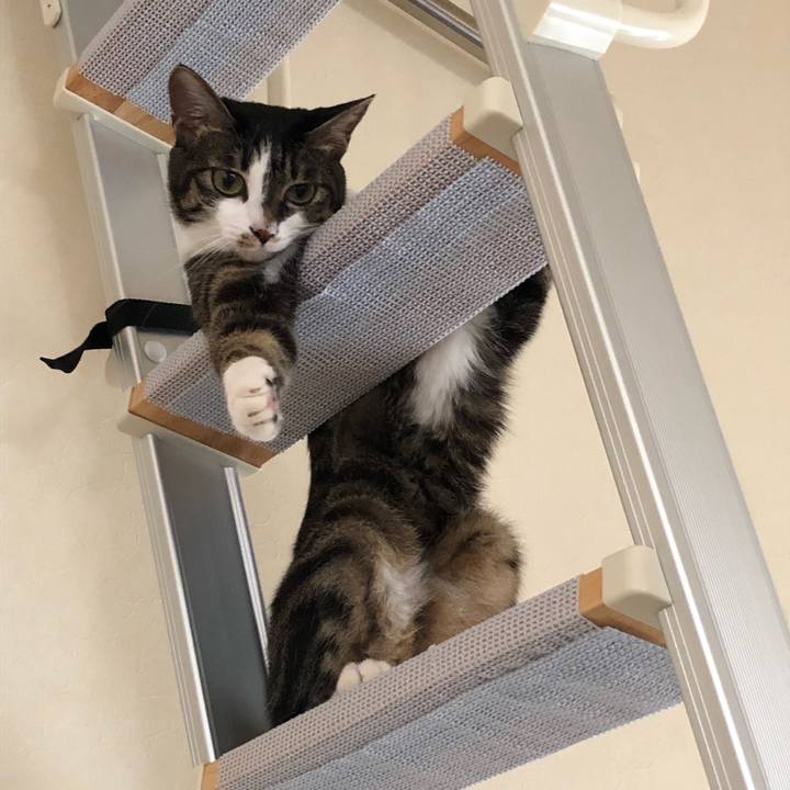 8bdeab25 62bc 4f82 9165 43ab83aa8818 1535315333033