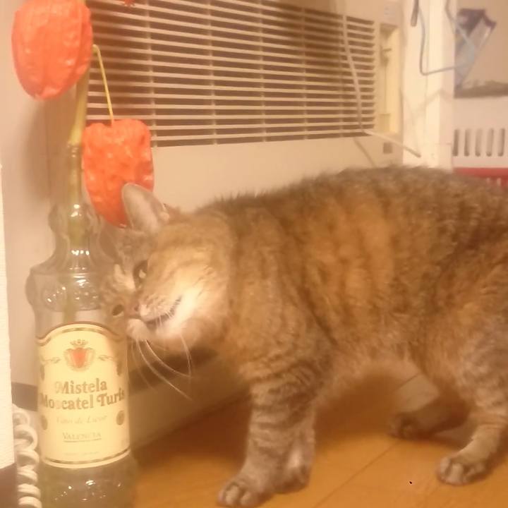 8be1c6f4 121b 4031 ab59 fc09d1df664a 1596894498755