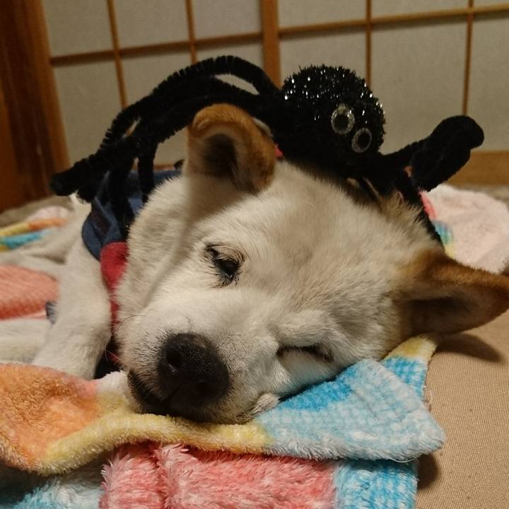 8bef8cbf 3786 4f28 8405 c37b969eab9b 1509373128072