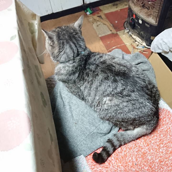 8bf62b45 28a8 4d1f b4bf b6f6fe9b1b1a 1574373182595