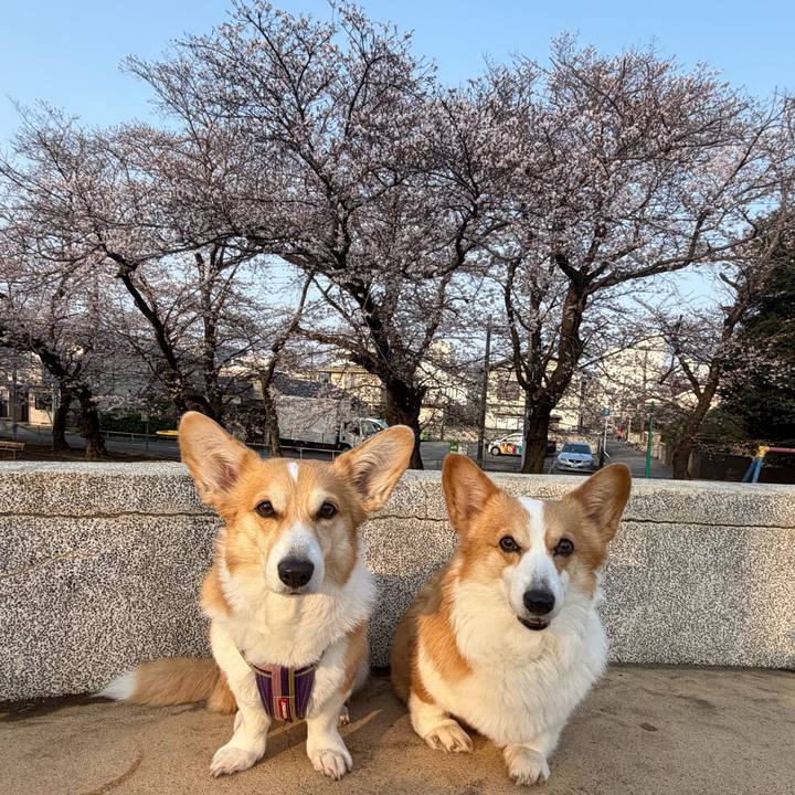 8bf74508 3b37 4da9 be60 2aceabd2c3a9 1774790122912